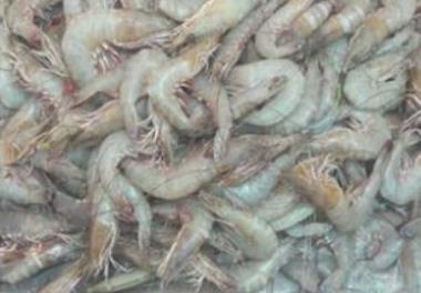 بررسی وضعیت ذخائر میگوی سفید هندی (Penaeus indicus) در آبهای ساحلی استان سیستان و بلوچستان