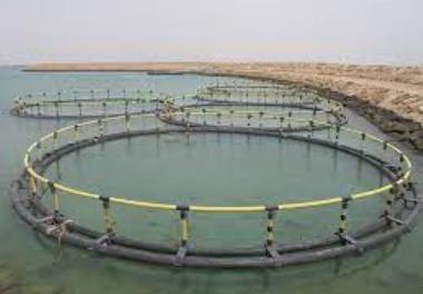 امکان‌سنجی پرورش ماهی در قفس در سد سیمره استان ایلام 
