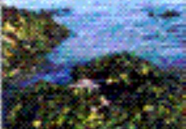 بررسی پراکنش ، تعیین بیوماس و تهیه اطلس جلبکهای دریایی خلیج فارس و دریای عمان ( فاز دریای عمان )