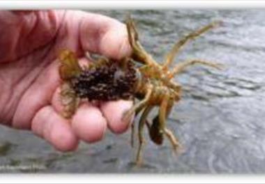 عنوان گزارش علمی : بررسی آخرین یافته¬های علمی و عملی تکثیر پرورش، ارزیابی و بازسازی ذخایر و بیماری¬های شاه میگوی آب شیرین  (Freshwater crayfish)