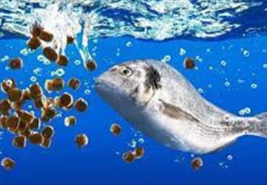 ضوابط و معیارهای تولید خوراک خوب جهت تغذیه آبزیان