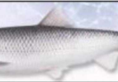 بررسی خصوصیات تولیدمثل ماهیان سفید و کفال طلایی در سواحل ایرانی دریای خزر