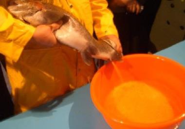 بررسی استحصال تخم به روش پنئوماتیک و دستی در ماهی قزل‌آلای رنگین‌کمان