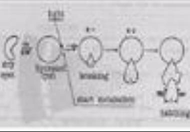 تعیین روشهای بهینه سازی فرآوری سیست آرتمیای دریاچه ارومیه