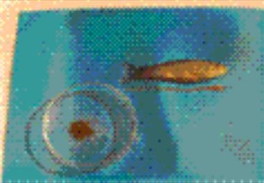 مبارزه بیولوژیک با حلزون های میزبان واسط انگل دیپلوستوموم ( Diplostomum ) با استفاده از لای ماهی ( Tinca )