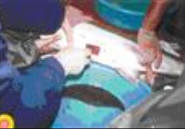 بیوتکنیک تشکیل گله مولد از مولدین طبیعی و بچه ماهیان پرورش یافته در کارگاه پرورش ماهی 