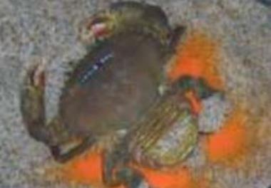 عنوان دستورالعمل فنی: کشت و پرورش خرچنگ گلی (mud crab)