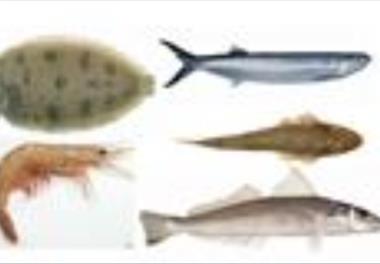 تعيين وضعيت سلامت زيستي خور خليج موسي (شمال غرب خليج فارس) با استفاده از شاخص‌هاي زيستي