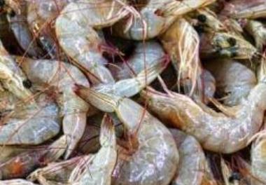 تعيين زمان بازگشايي و پايان فصل صيد ميگوي ببري سبز در آبهاي استان بوشهر