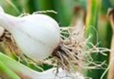 عنوان گزارش علمی - تحلیلی:  بررسی تأثیر استفاده از گیاهان دارویی در ارتقاء سلامت ماهیان و توسعه پایدار صنعت آبزی پروری با تأکید بر پژوهش‌‌های انجام شد