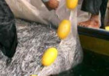 عنوان دستورالعمل فنی: بهره¬برداري پایدار از ذخاير ساردين‌ماهیان و موتوماهیان  در آبهای استان هرمزگان