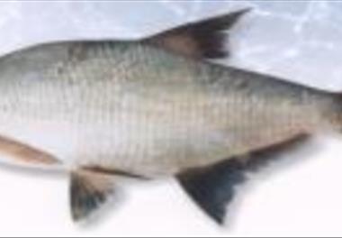 بررسی پراکنش و بوم شناسی ماهیان تالاب انزلی و رودخانه های آن