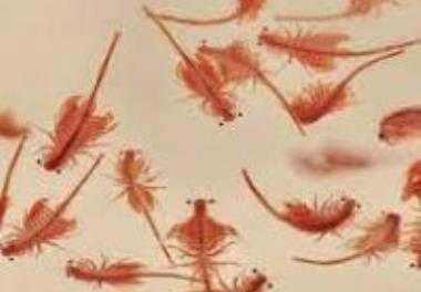 بررسی عادت‌پذیری لارو ماهی ازون برون در زمان تغذیه از غذاهای زنده (لارو شیرونومیده و بیومس آرتمیا) به غذای کنسانتره