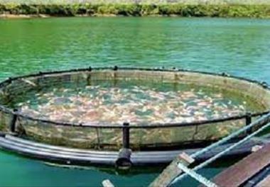 ضوابط و معیارهای زیست محیطی پرورش ماهی در قفس