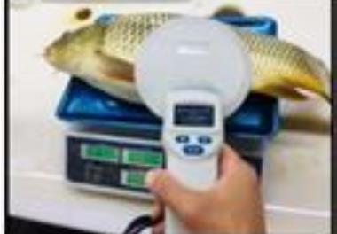 اجرای برنامه بهگزینی صفت رشد در جمعیت‌‌های مختلف کپور معمولی (Cyprinus carpio)