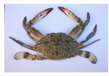 بررسي وضعيت ذخاير گونه‌هاي در حال برداشت خرچنگ در آبهاي استان‌ هرمزگان