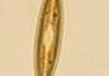 عنوان مجموعه سخنرانی‌های علمی: خلاصه مقالات چهارمین کنفرانس ملی جلبک‌شناسی ایران