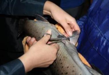 بررسی تنوع ژنتیکی مولدین ماهی آزاد دریای خزر (Salmo trutta caspius) مرکز بازسازی ذخایر کلاردشت به منظور تهیه شناسنامه ژنتیکی و ایجاد بانک ژن زنده مولد