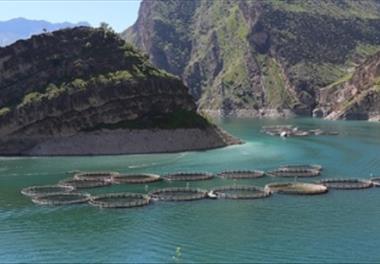 تدوین معیارها و ضوابط استقرار قفس های پرورش ماهی در دریاچه های غیر شرب پشت سدهای ایران