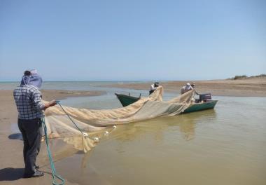 بررسی مطلوبیت زیستگاهی رودخانه تجن برای رهاسازی بچه ماهیان اقتصادی (سفید، کپور و قره برون)  