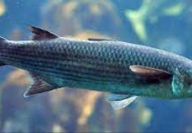 بررسی ارتباط بین پارامترهای زیستی با میزان تراکم و صید گونه های مختلف ماهیان (ماهی سفید، کپور ، کفال) در آبهای منطقه جنوب شرق دریای خزر (مازندران-گهرب
