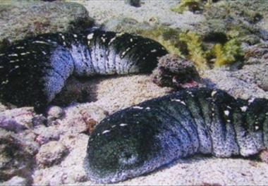 دستیابی به بیوتکنیک تکثیر و پرورش خیار دریایی گونه  Holothuria scabra
