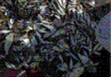 برآورد ذخایر میگوی موزی (Penaeus merguiensis  ) و میگوی سفید هندی (Penaeus indicus  ) در خلیج فارس و دریای عمان