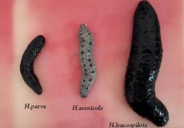 بررسی رابطه فایلوژنی و ساختار جمعیتی 2 گونه (Holothuria parva, Holothuria arenicola) از خیار دریایی در خلیج فارس و دریای عمان با استفاده از نشانگرهاي 