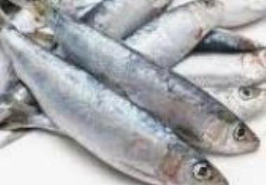 پايش ذخاير ماهيان سطح‌زی ريز (ساردين و موتو) در آبهاي استان هرمزگان