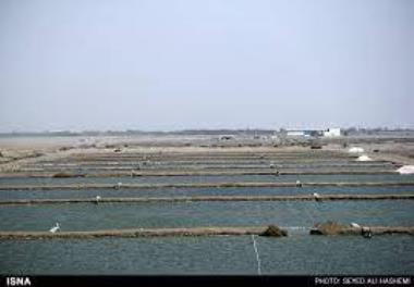 بررسی شرایط زیستی و غیرزیستی مزارع پرورش میگوی پاسفید (Litopenaeus vannamei)  تیاب شمالی و جنوبی به منظور ارتقای دانش مدیریتی پرورش میگو