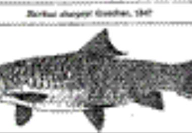 استفاده از مارکرهای بیوشیمیایی ـ ژنتیکی جهت تشخیص باربوس ماهیان خوزستان