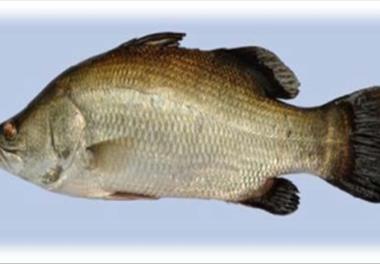 عنوان گزارش علمی : اولویت‌‌بندی و معرفی گونه‌‌‌‌های مناسب جهت پرورش ماهی در قفس در شمال و جنوب کشور 