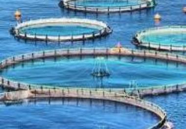 عنوان گزارش علمی : مطالعه روند سه ساله پارامترهای فیزیکوشیمیایی آب به منظور توسعه آبزي پروري (پرورش ماهی در قفس و پن( در نواحی مختلف حوزه جنوبی دریای 