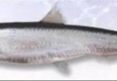 آنالیز اقتصادی ـ اجتماعی صید کیلکا ماهیان در آبهای جنوب دریای خزر (استان مازندران و گیلان)