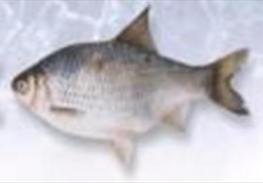 ارزیابی ذخایر ماهی کپور و کلمه در آبهای ایرانی دریای خزر