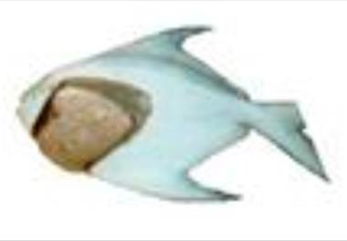 بررسی تولید مثل ماهی حلوا سفید (Pampus argenteus) در صیدگاههای عمده استان هرمزگان