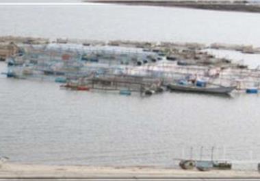 بررسی امکان توسعه پرورش ماهی قزل آلا در  قفس در سد گلستان