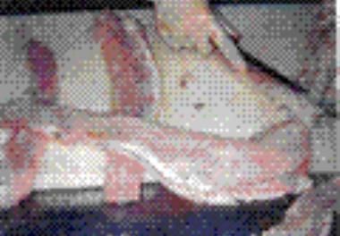 عمل آوری گوشت فیل ماهی و قره برون پرورشی و ارزیــابی کیفیت صادراتی