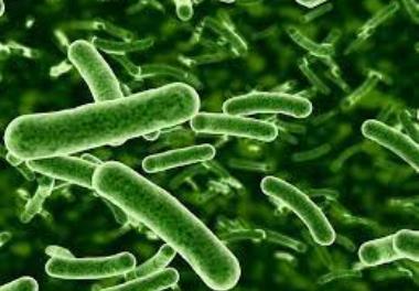 مطالعه اثر پروبيوتيك بومي Bacillus subtilis IS02 بر شاخص‌هاي رشد، سلامت، ايمني وآنزيم هاي گوارشي ميگوي پرورشی سفيد غربي (Litopenaeus vannamei)