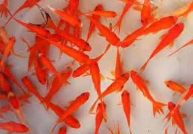 بررسی باکتری‌های بیماری‌زا و مشترک با انسان (زئونوز) ماهی قرمز در استان گیلان