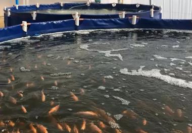 طراحی سازه فنی و اقتصادی پرورش ماهی تیلاپیا در سیستم گلخانه ای مجهز به سیستم    بیوفلاک 