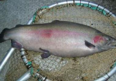 عنوان گزارش علمی : دانش فنی پرورش ماهی قزل آلا در Land base و Sea base نروژ 