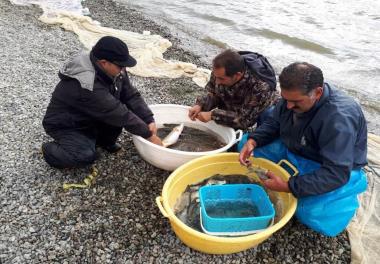 مطالعات اکولوژی دریاچه شهدای خلیج فارس (چیتگر) به منظور حفظ کیفیت آب و توسعه پایدار اکوسیستم