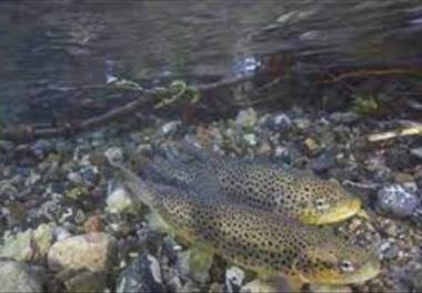 بررسی وضعیت کمی و کیفی غذای ماهیان قزل‏آلا در استان فارس