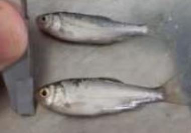 عنوان دستورالعمل فنی: رهاسازی مستقیم بچه ماهیان سفید (Rutilus frisii) به نواحی مصبی حوزه جنوبی دریای خزر