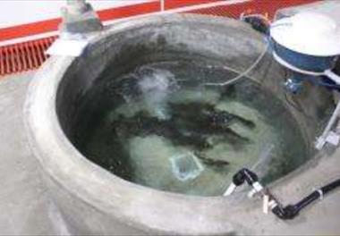 عنوان گزارش علمی: دستاوردهای فاز اول طرح کلان ملی فناوری «تولید انبوه قزل‌آلای رنگین‌کمان عاری از عوامل بیماری‌‌زای خاص (SPF)» 