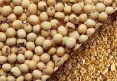 جايگزيني نسبي کنجاله سويا با کنجاله پنبه دانه با استفاده از اسيدهاي آلي در جيره ماهي قزل‌آلاي رنگين‌کمان