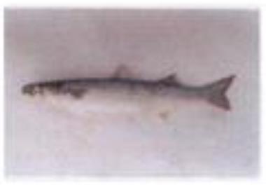 پرورش انگشت قدهای کفال گونه Mugil cephalus L