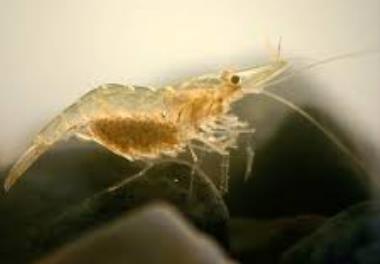 تعيين زي توده، ميزان مجاز قابل برداشت، زمان آزاد سازي و ممنوعيت صيد ميگو هاي تجاري در آبهاي استان هرمزگان و تعيين ارتباط فاکتورهاي اکولوژيک با ميزان ذ