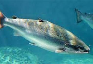 بهینه‌سازی و تولید غذای ماهی آزاد دریای خزر  (Salmo trutta caspius)